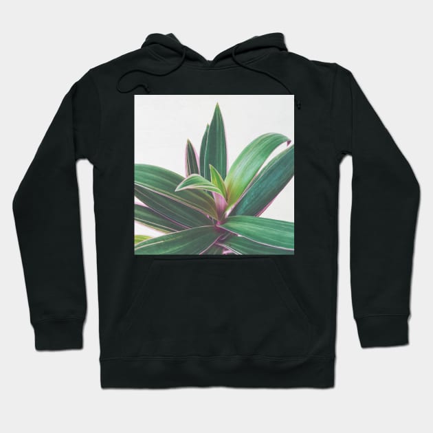 Oyster Plant Hoodie by Cassia